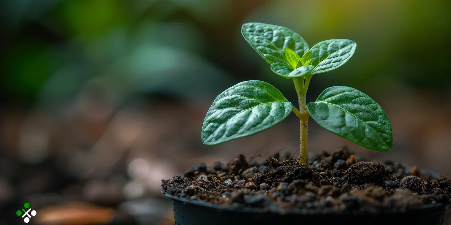 Jak urządzić ogród zimowy?