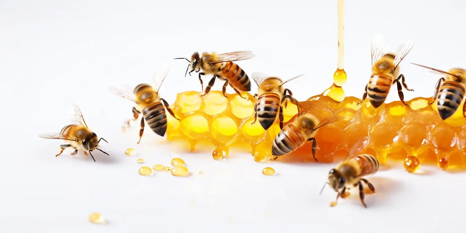 Miód gryczany dlaczego warto go wybrać?