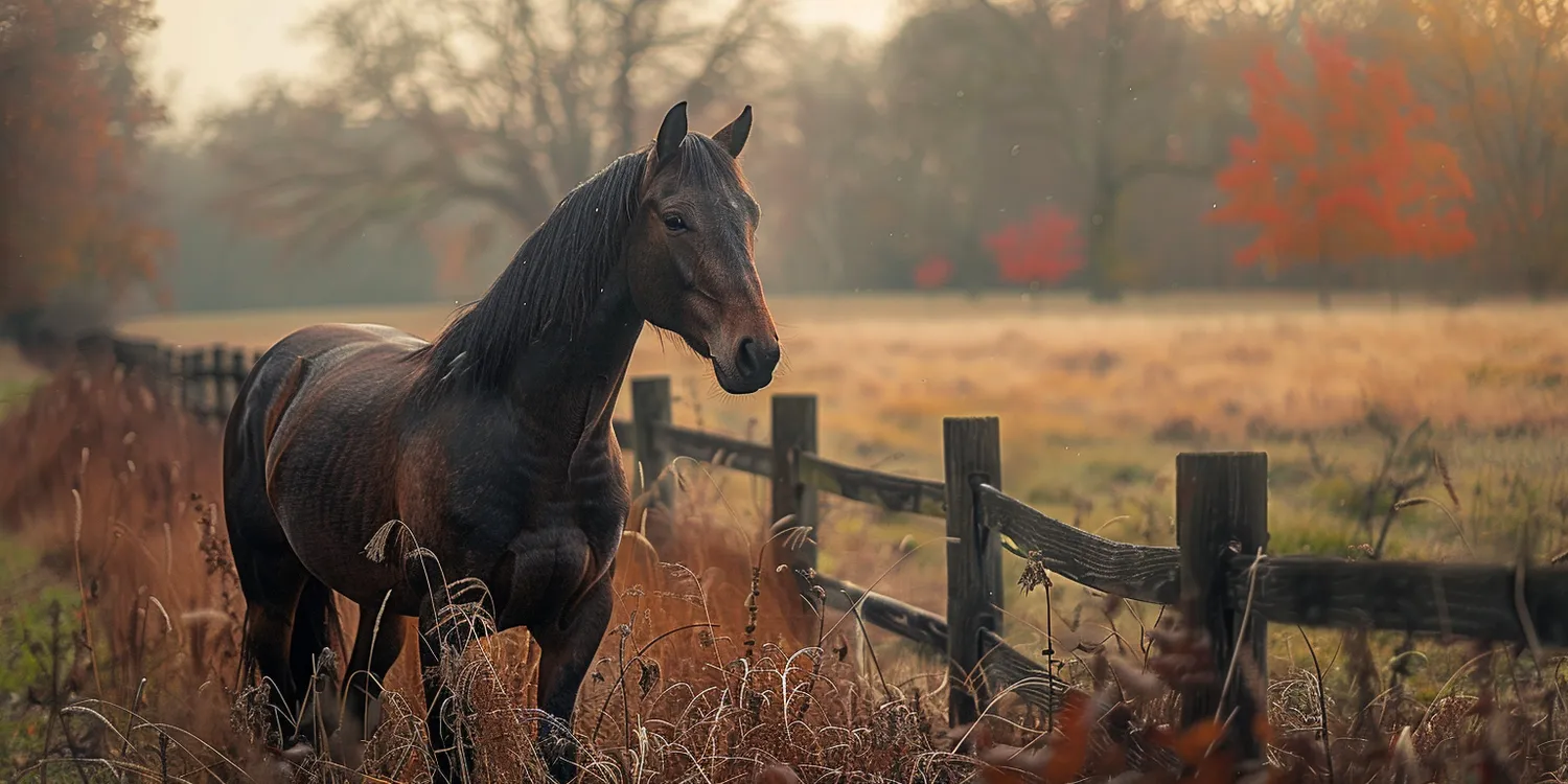 Kremacja psa - jak wygląda i co warto o niej wiedzieć?