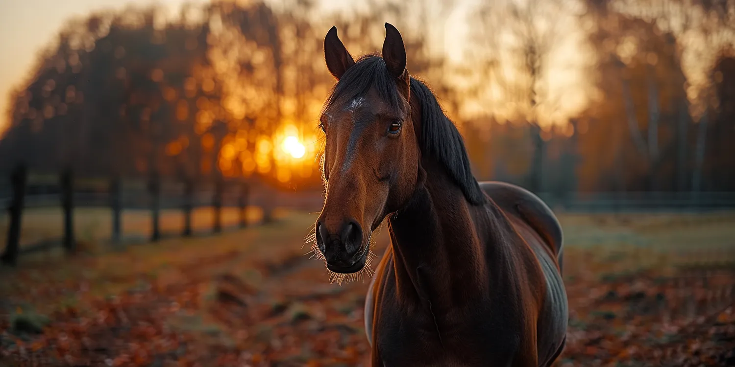 Jak otworzyć własne krematorium dla zwierząt?